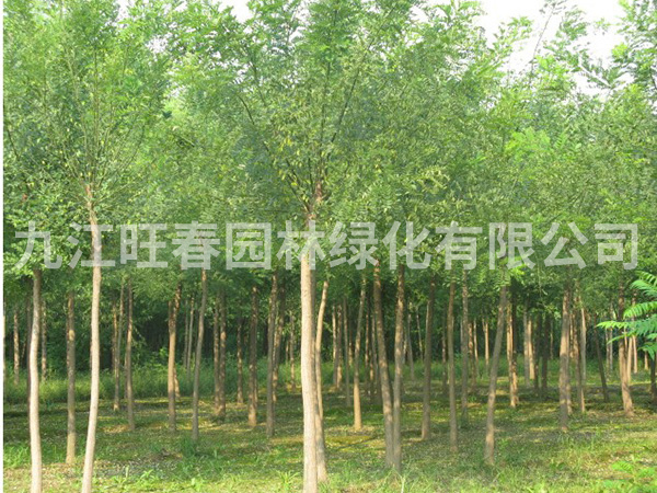 國槐樹